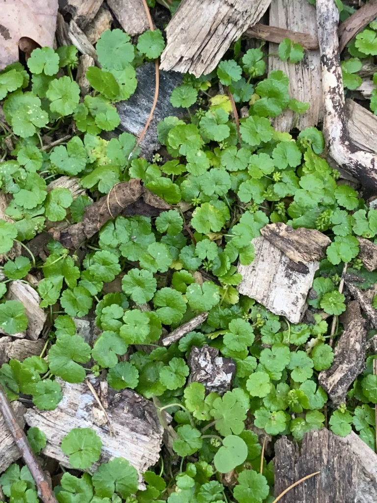 Hydrocotyle Sibthorpioides