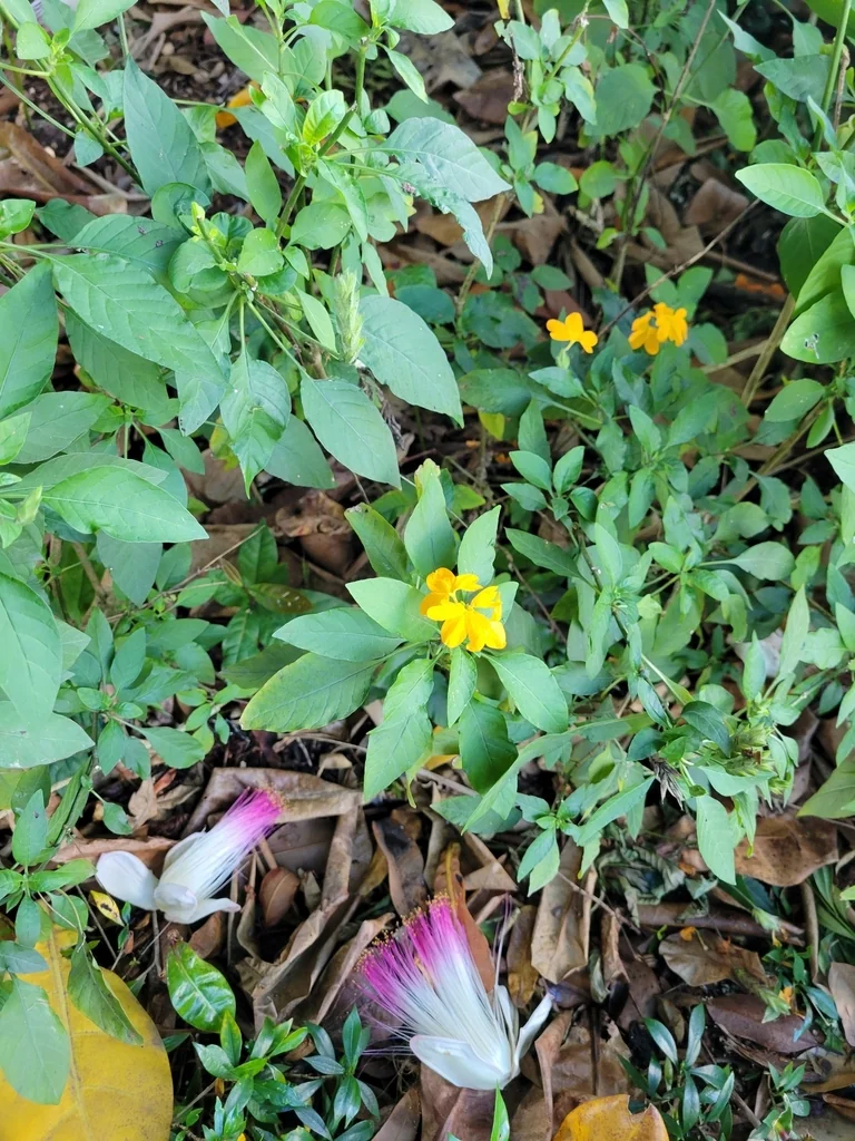 Crossandra Infundibuliformis
