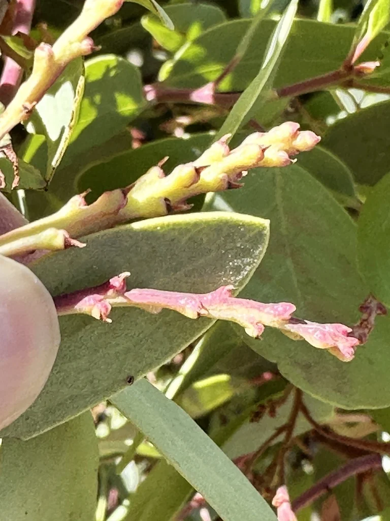 Arctostaphylos stanfordiana