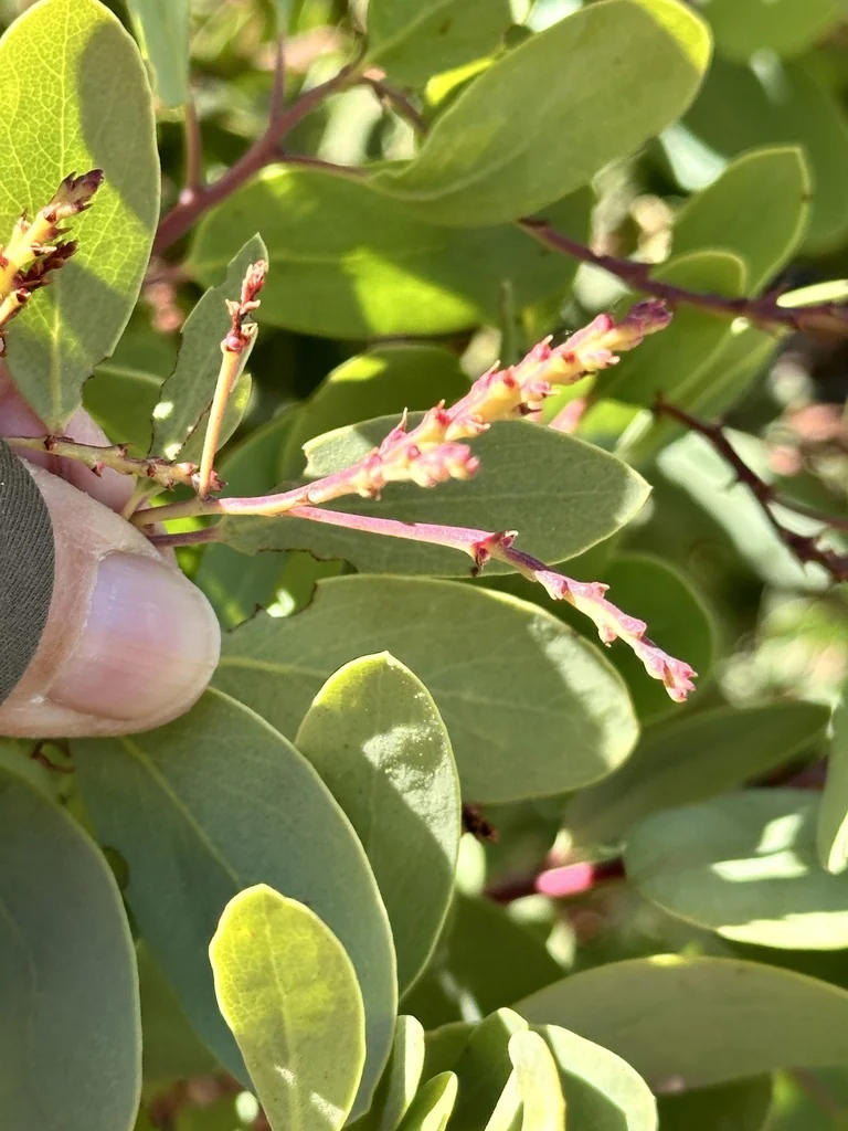 Arctostaphylos stanfordiana