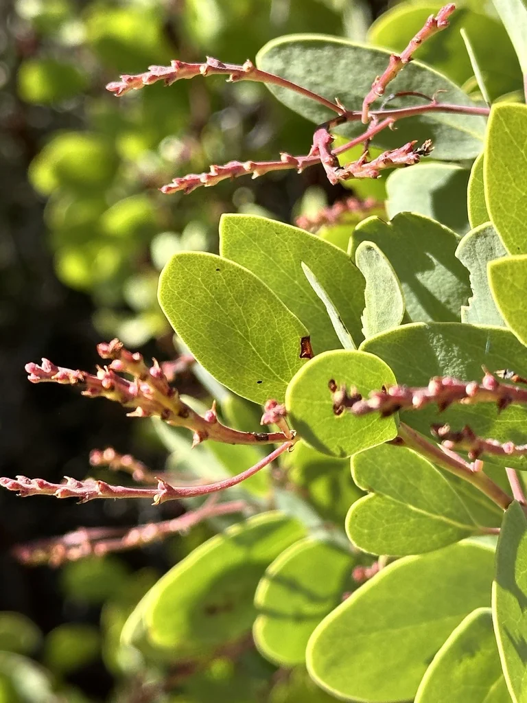 Arctostaphylos stanfordiana