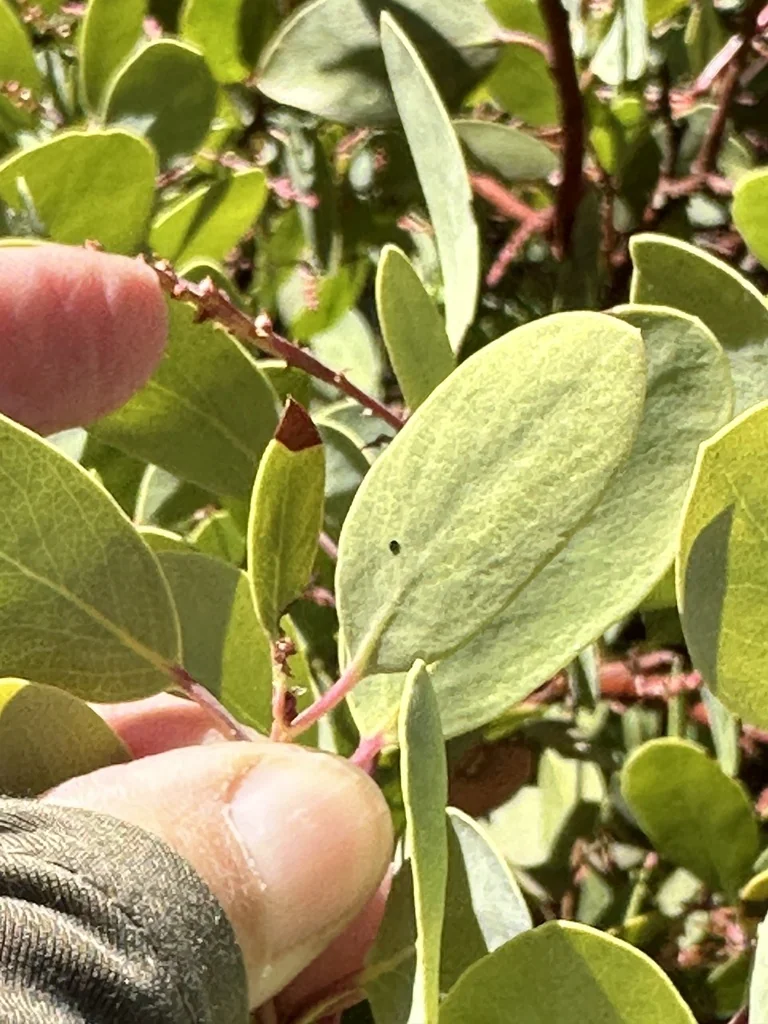 Arctostaphylos stanfordiana