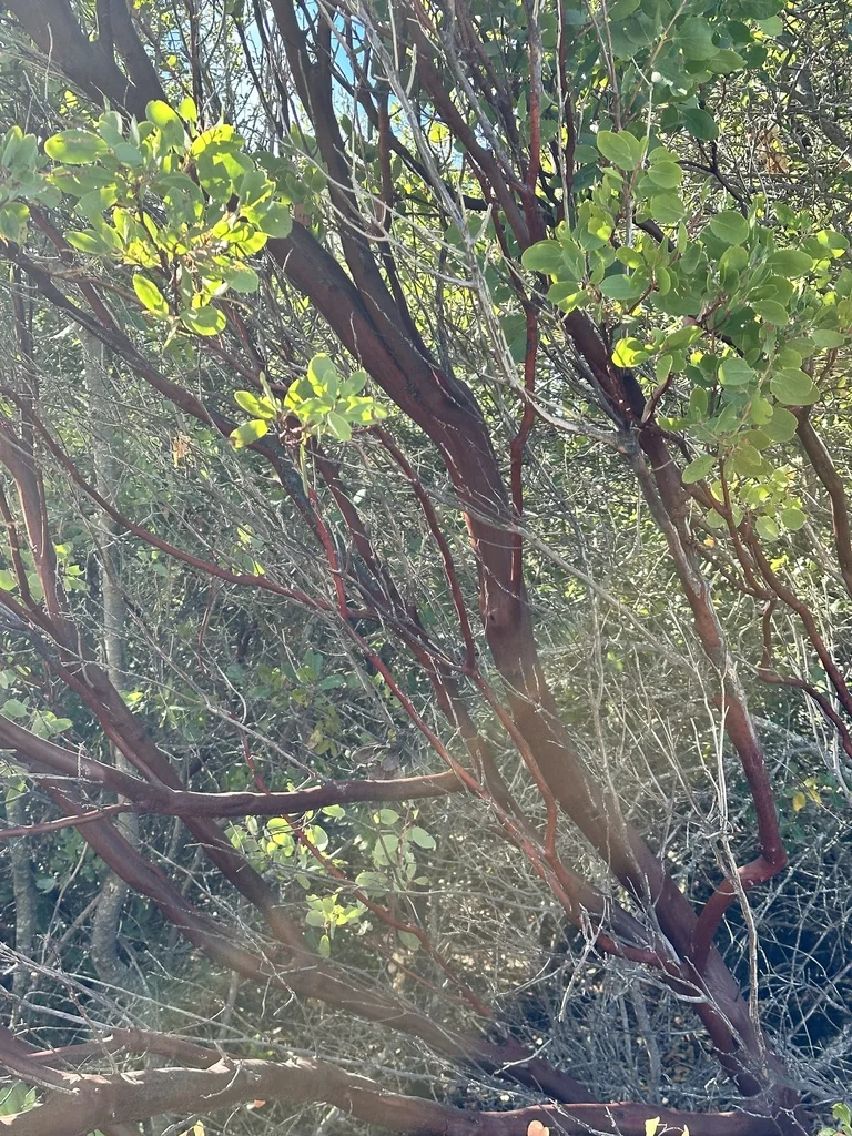 Arctostaphylos stanfordiana