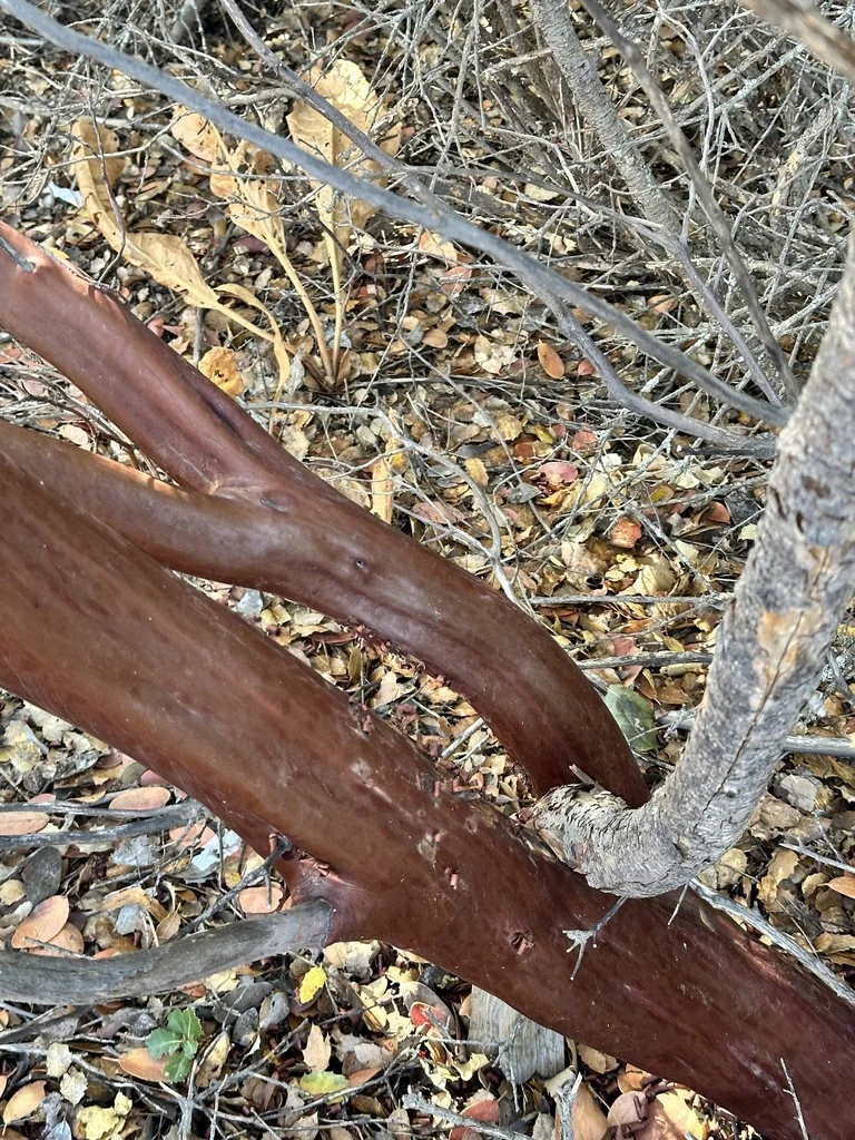 Arctostaphylos stanfordiana