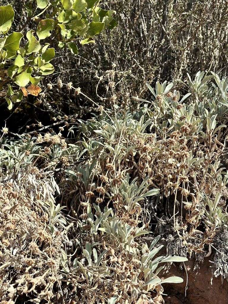 Salvia Sonomensis
