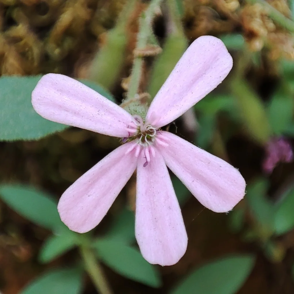 Saponaria Ocymoides