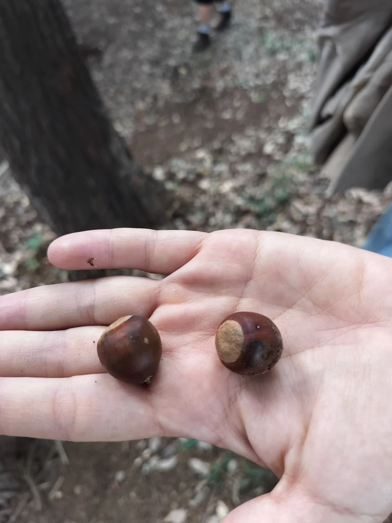 Quercus Acutissima