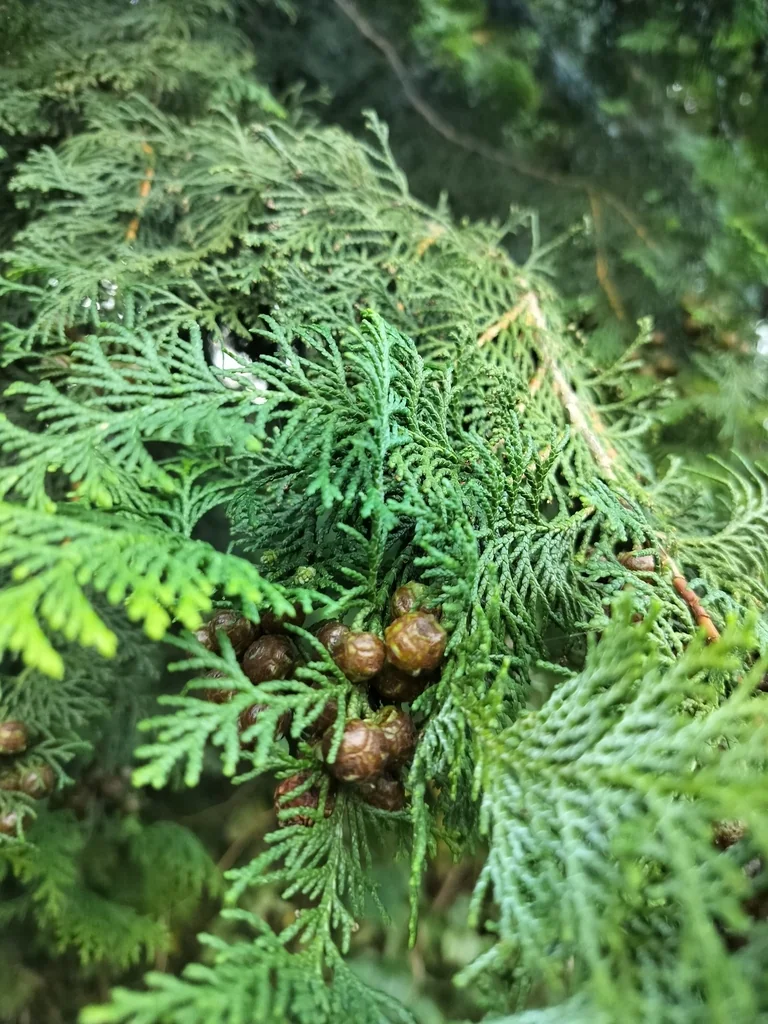 Chamaecyparis Obtusa