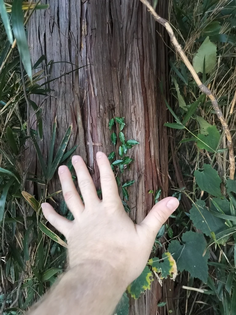 Chamaecyparis Obtusa