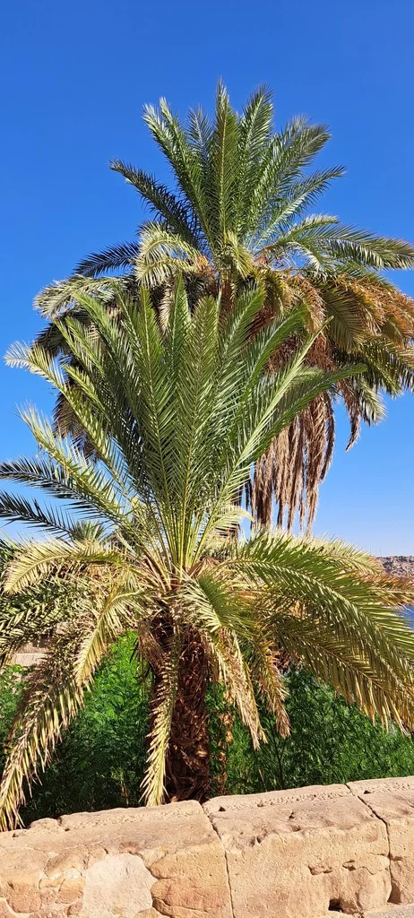Phoenix Dactylifera
