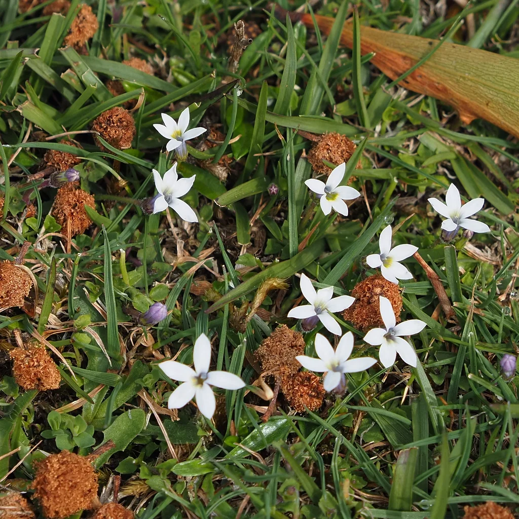 Pratia Pedunculata