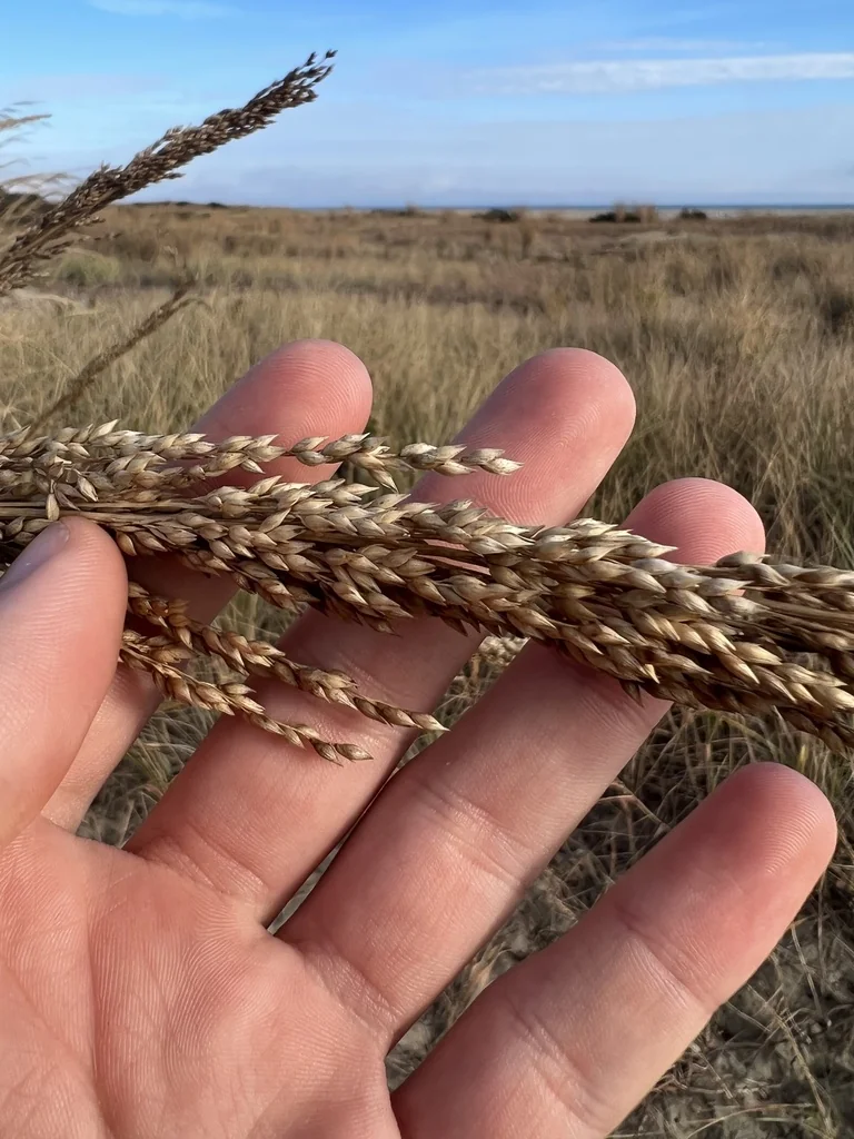 Panicum Amarum