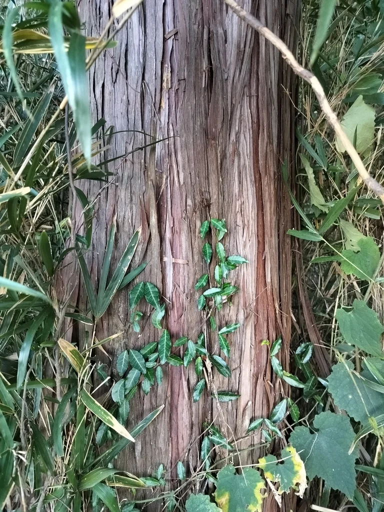 Chamaecyparis Obtusa