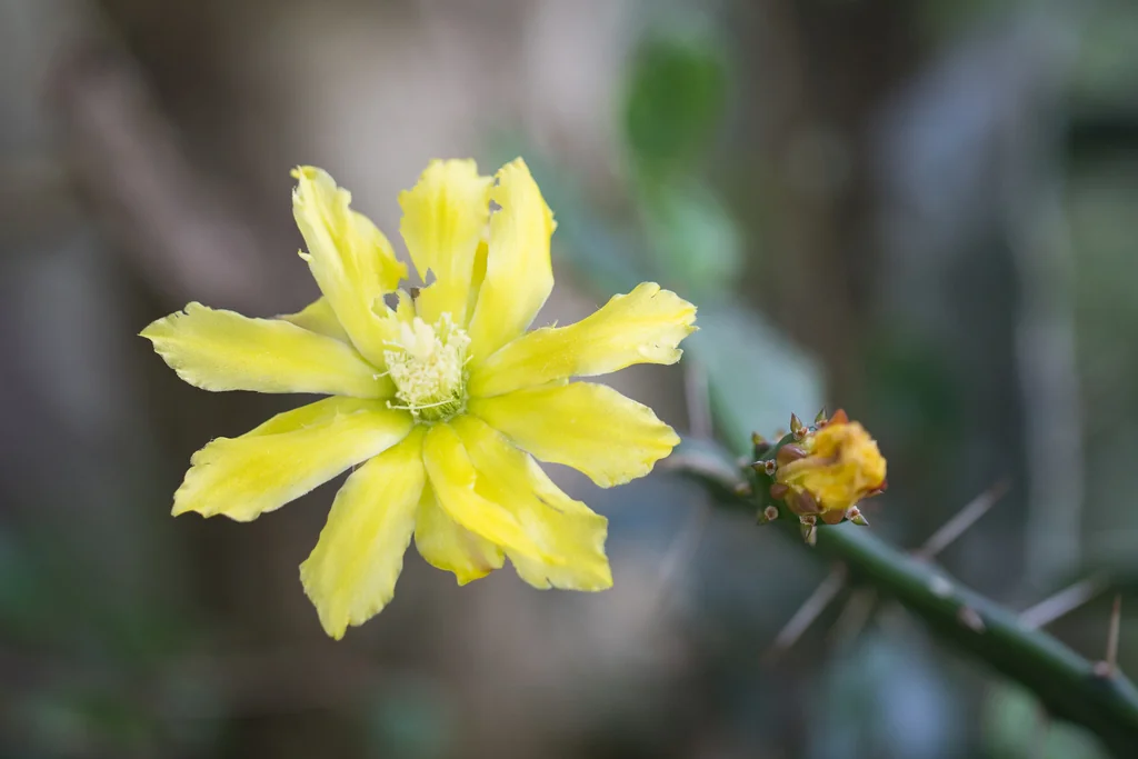Opuntia Brasiliensis