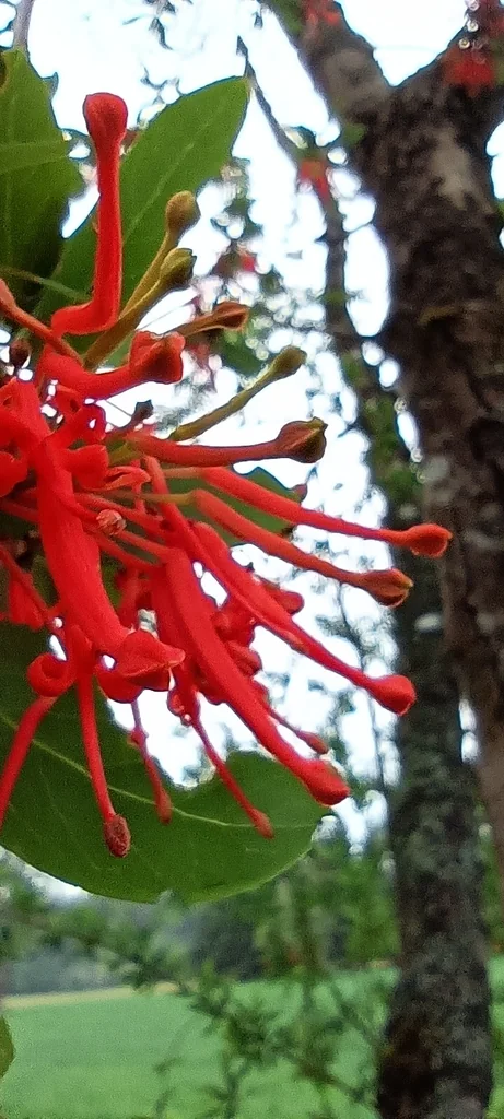 Embothrium Coccineum