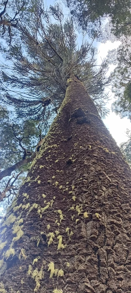 Araucaria Araucana