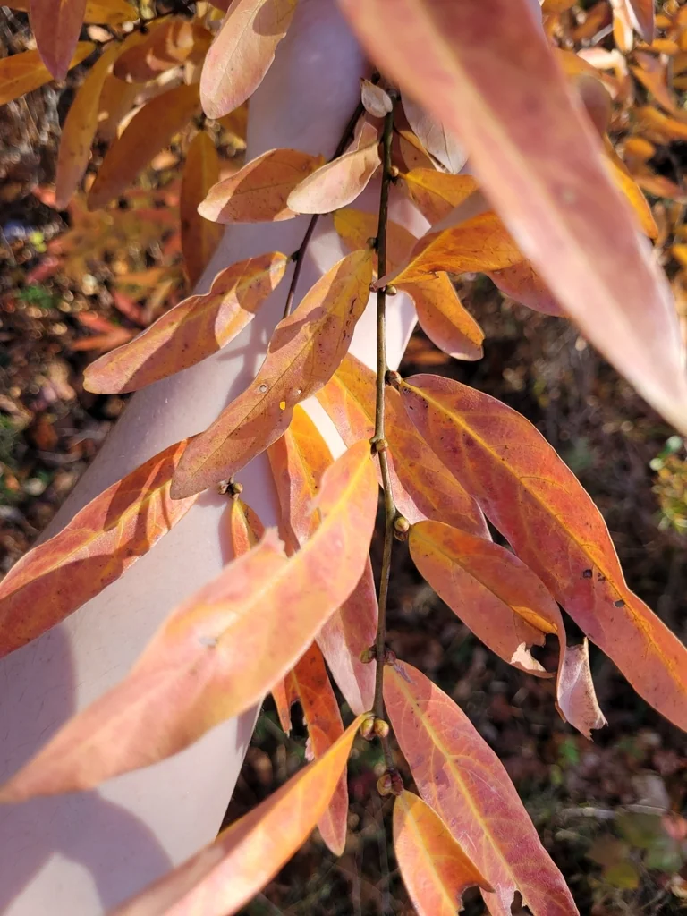 Lindera Angustifolia