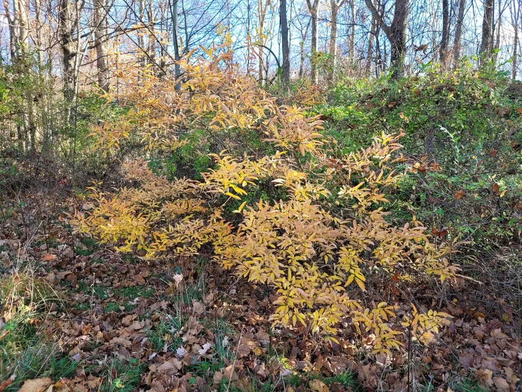 Lindera Angustifolia