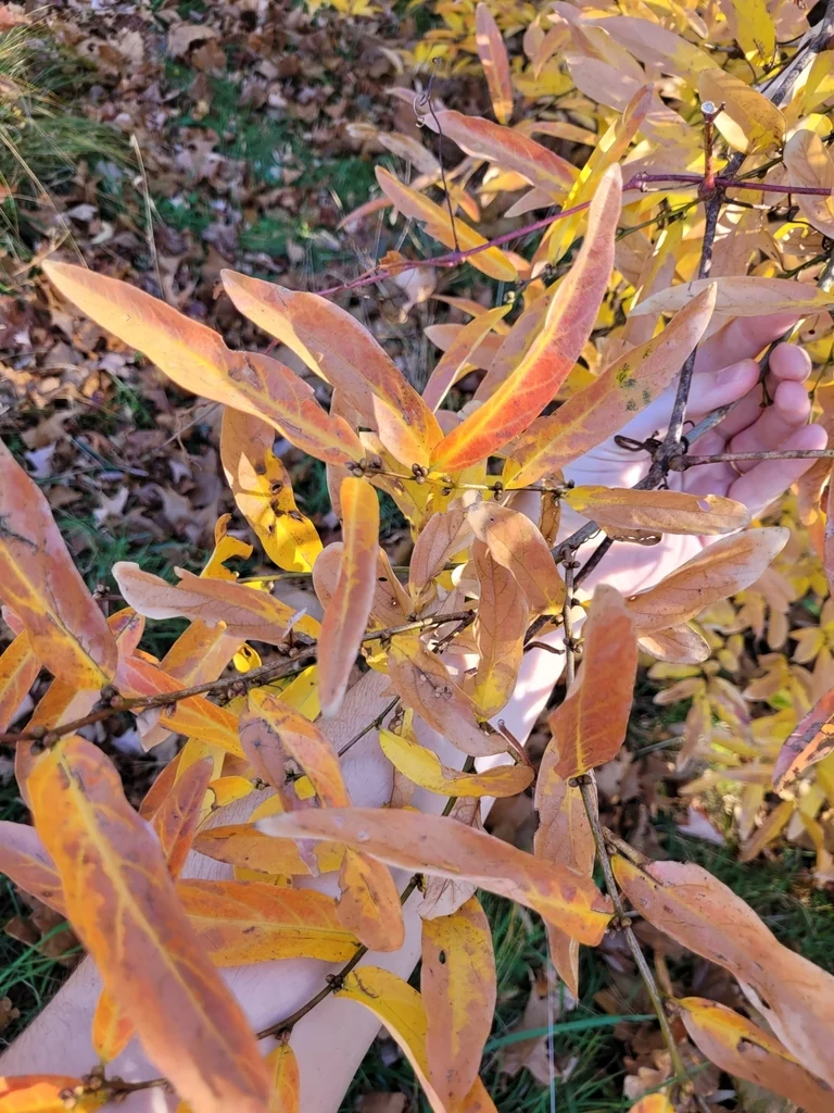 Lindera Angustifolia