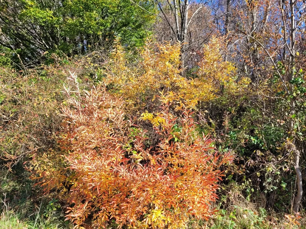 Lindera Angustifolia