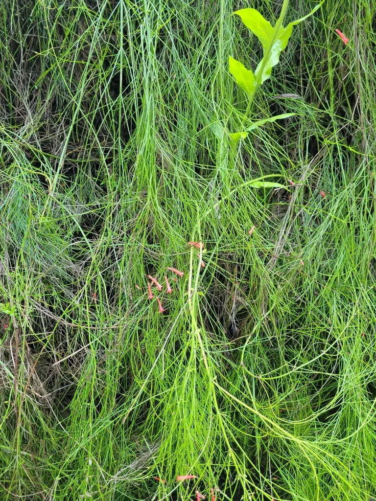 Russelia Equisetiformis