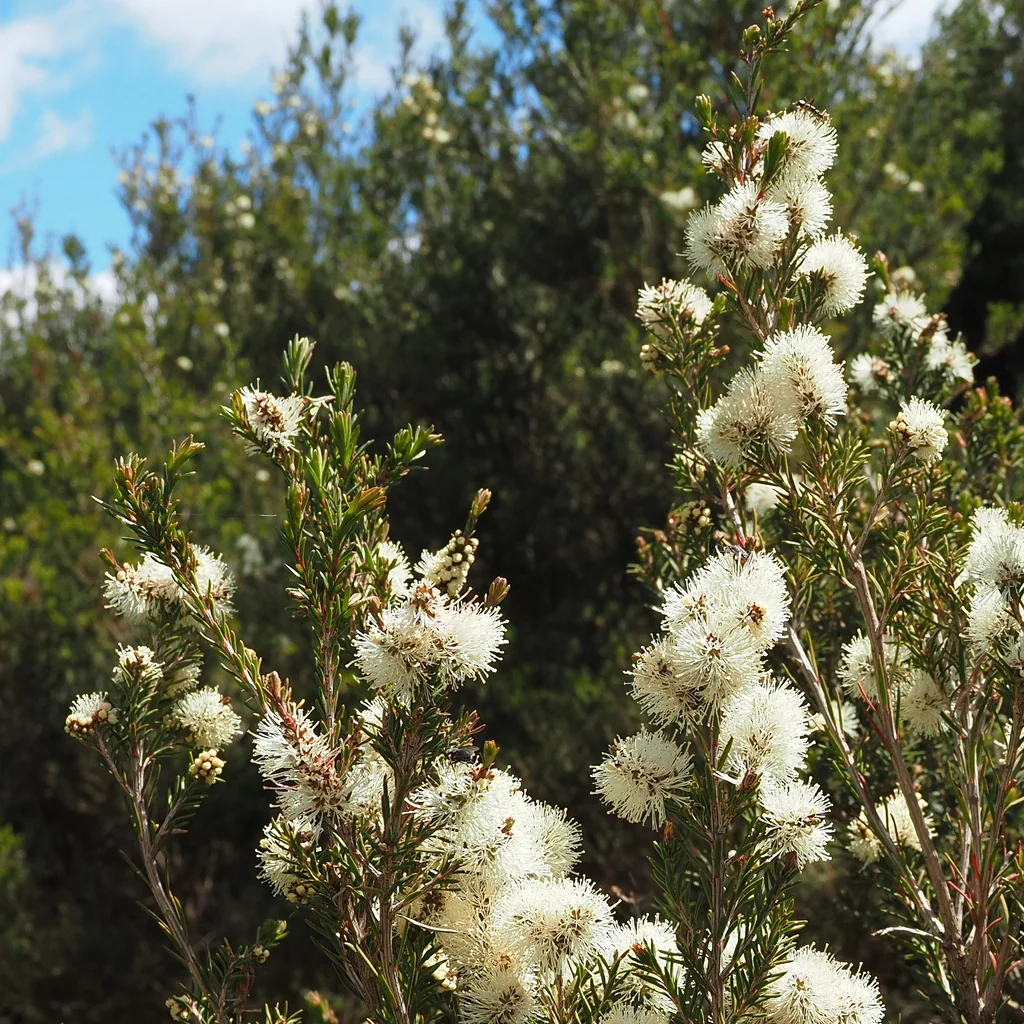 Melaleuca Ericifolia