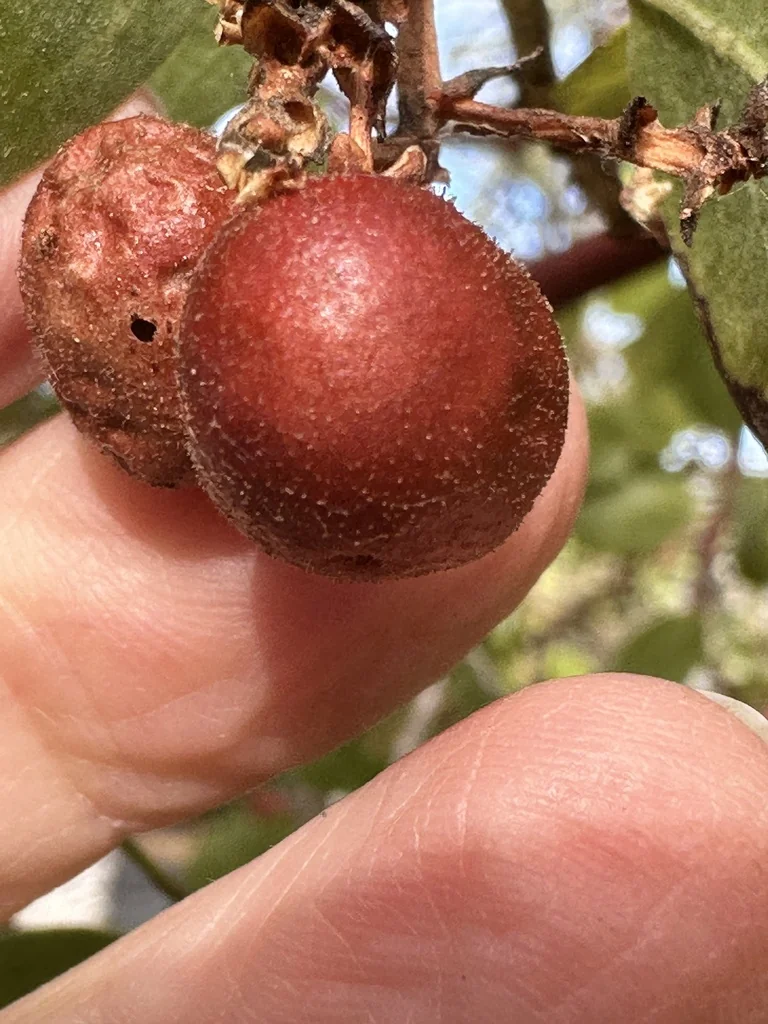 Arctostaphylos Manzanita