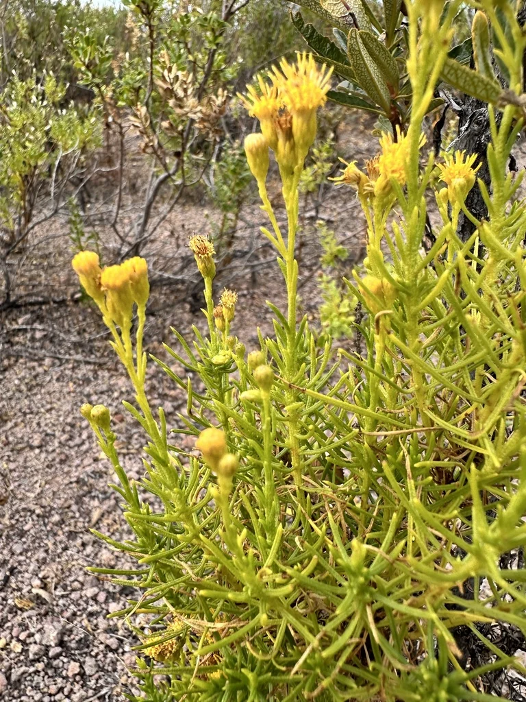 Ericameria Arborescens