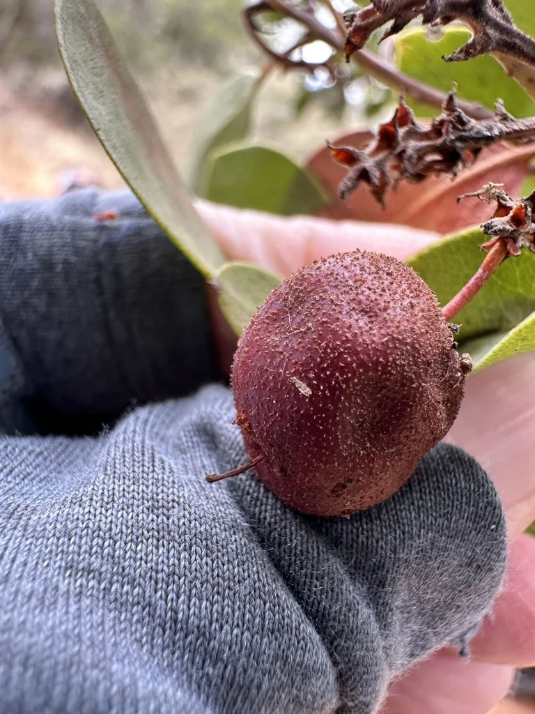 Arctostaphylos Manzanita
