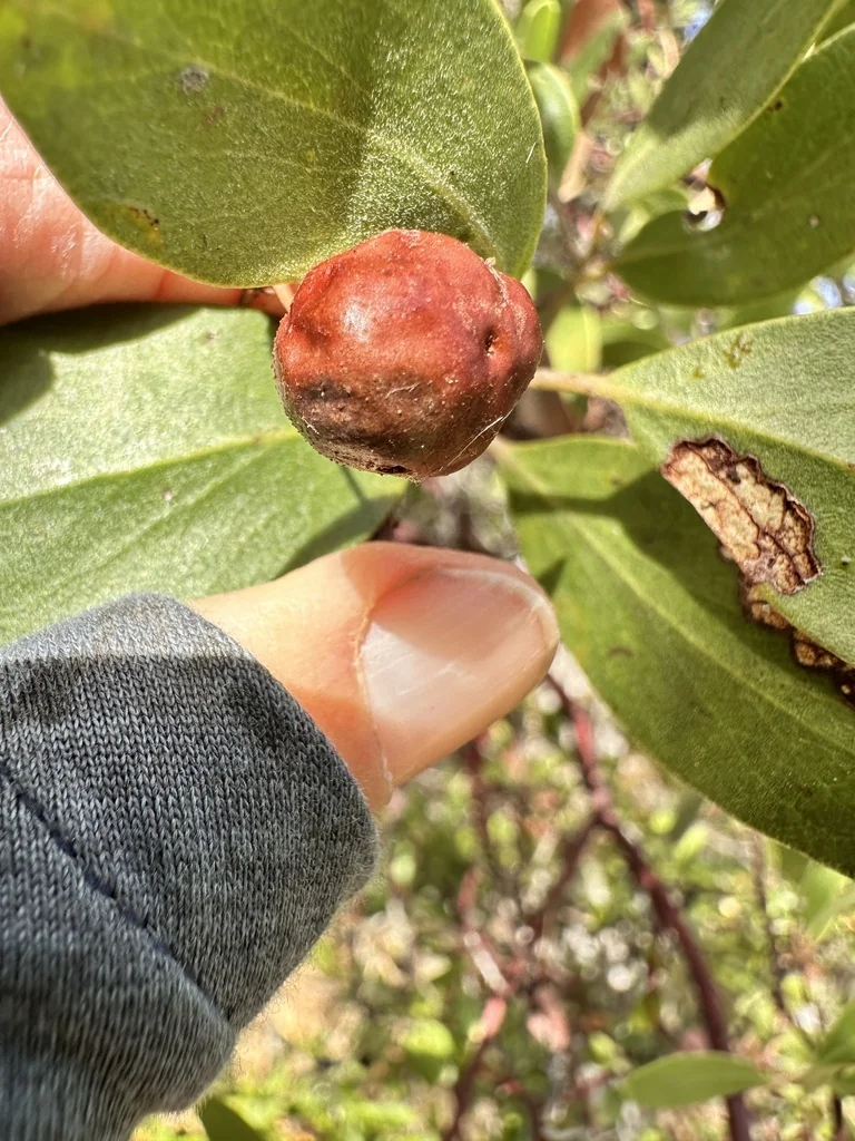 Arctostaphylos Manzanita