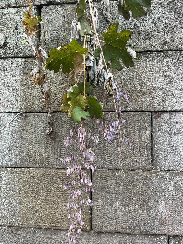 Macleaya Cordata