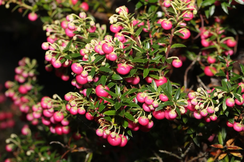 Gaultheria Mucronata