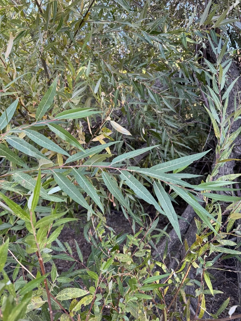 Salix Laevigata