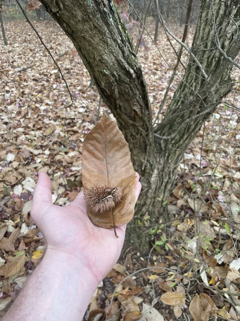 Castanea Mollissima