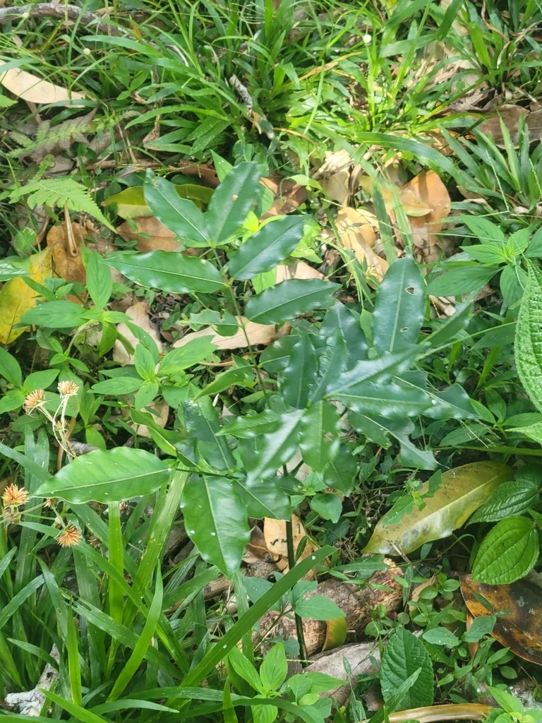 Castanospermum Australe