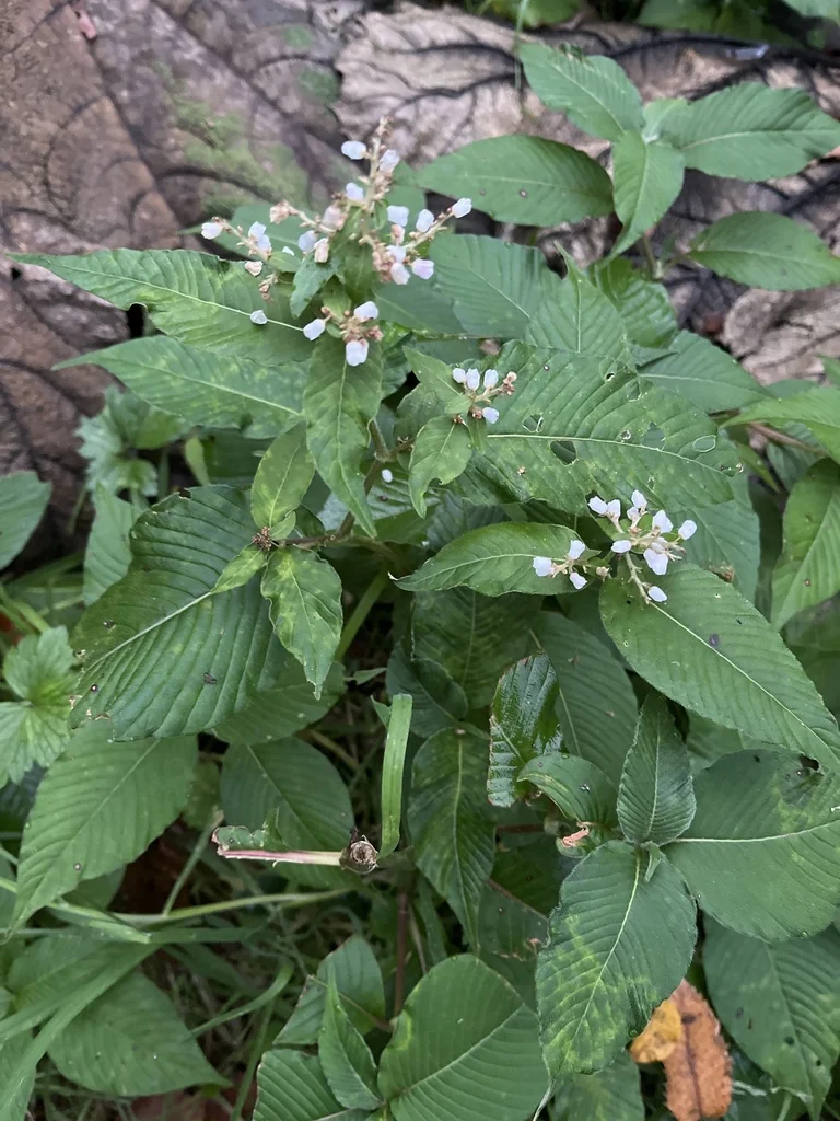 Persicaria Campanulata