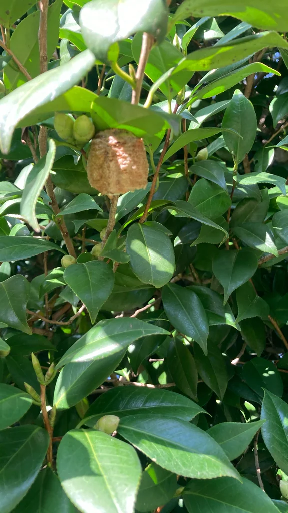 Camellia Japonica