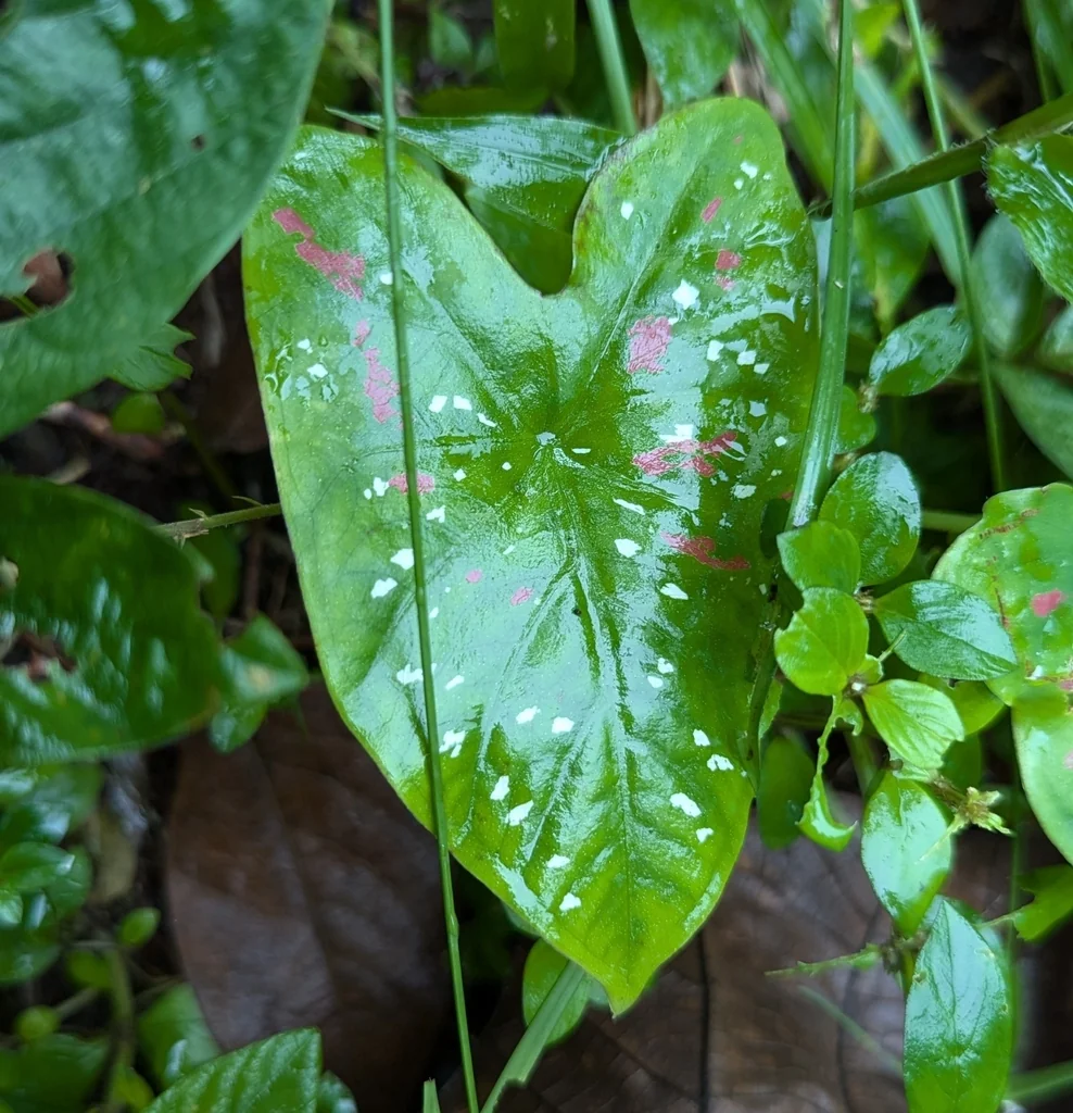 Caladium hortulanum