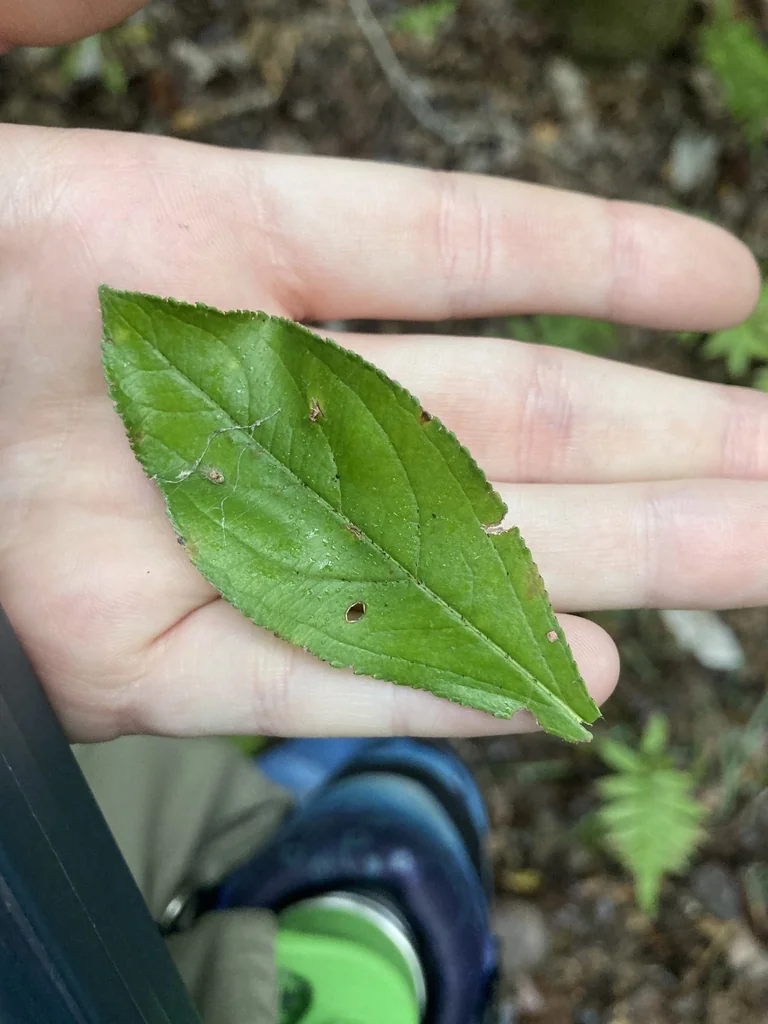 Aronia Arbutifolia