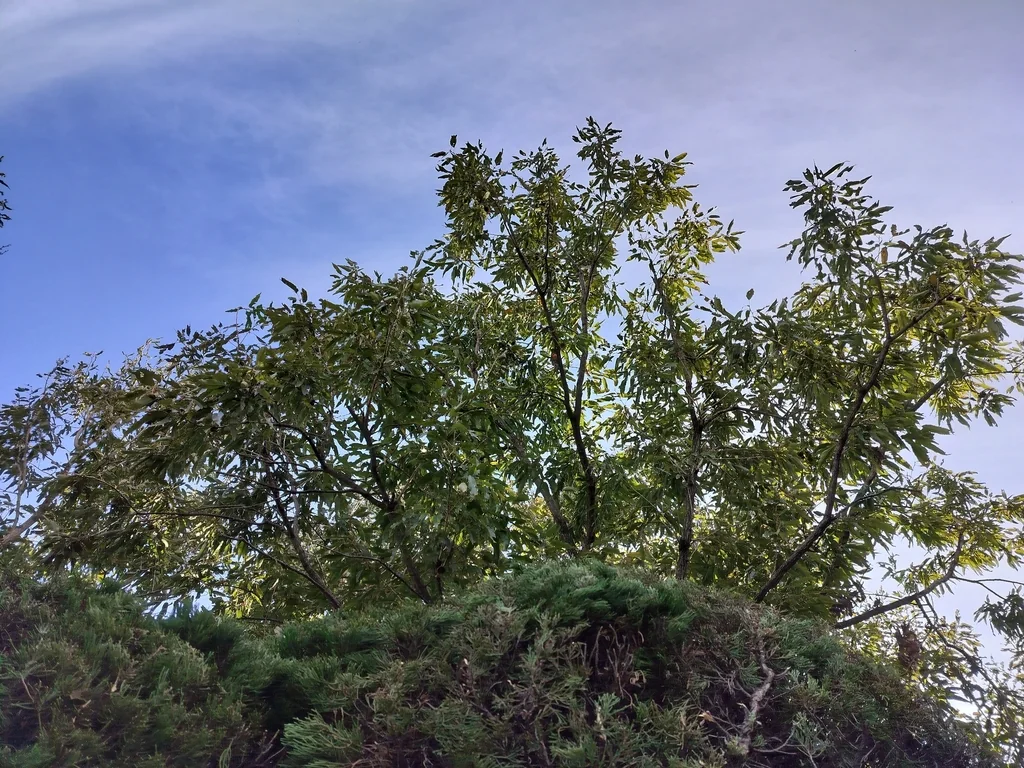 Quercus Acutissima