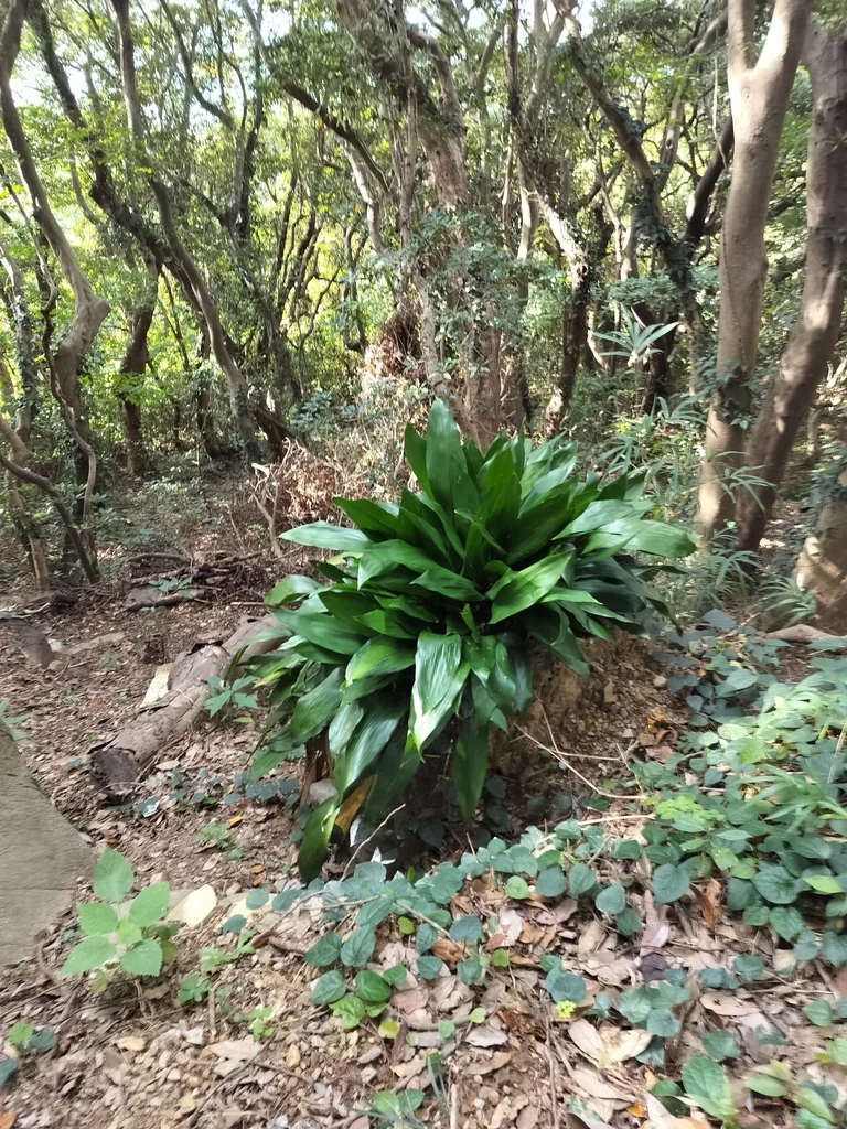 Aspidistra Elatior