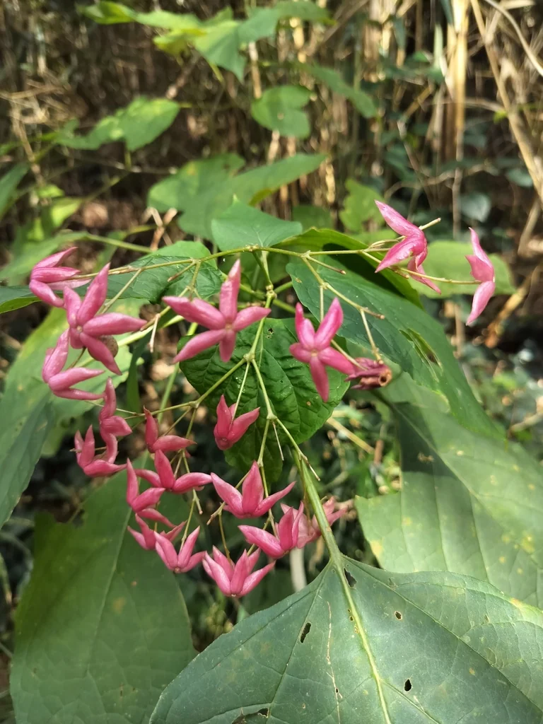 Clerodendrum Trichotomum