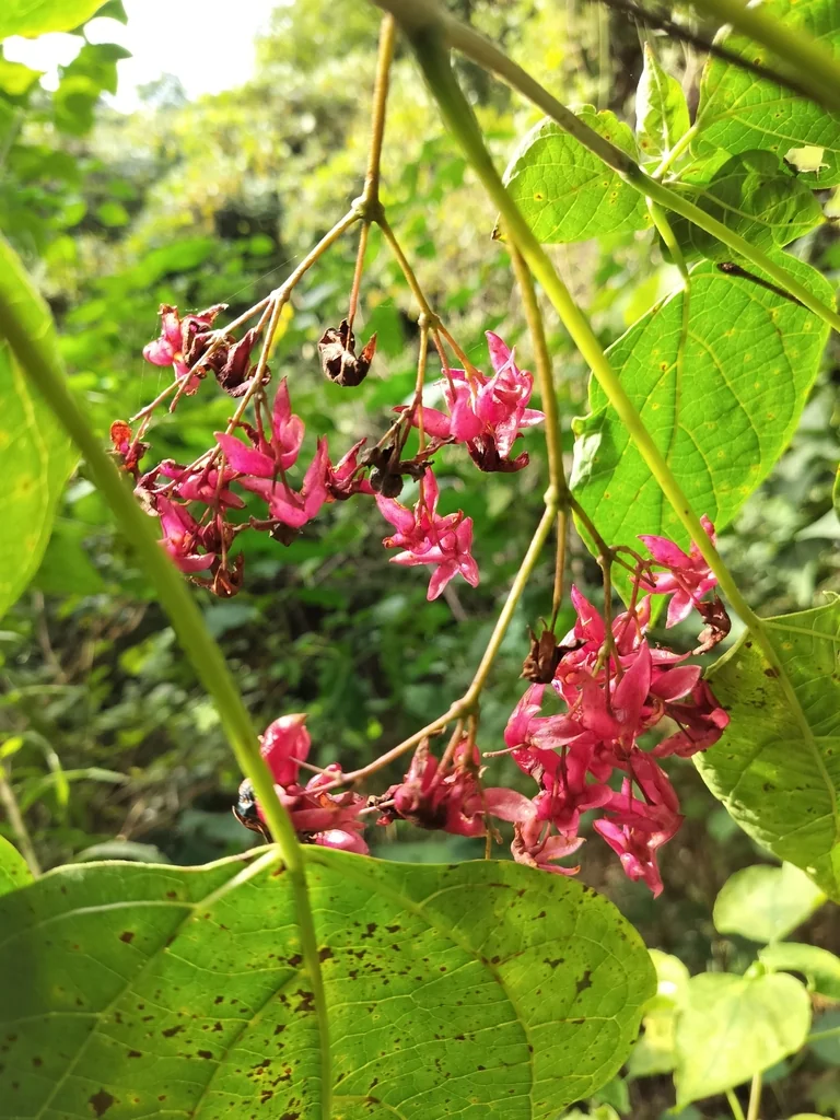 Clerodendrum Trichotomum