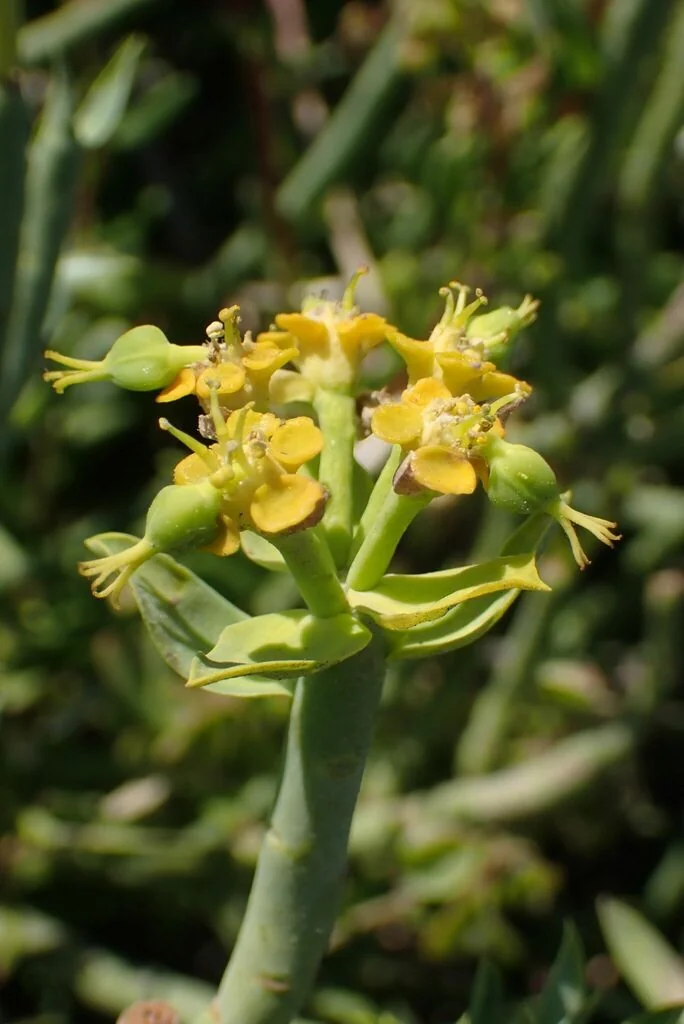 Euphorbia Mauritanica