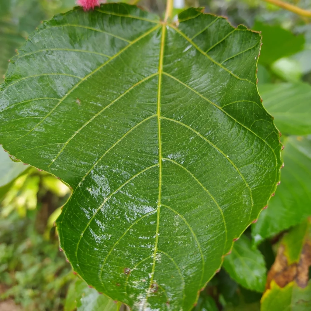 Acalypha hispida