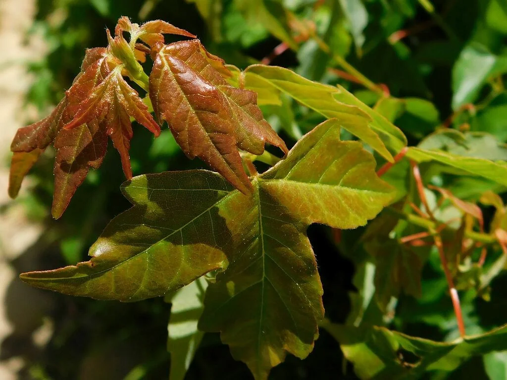 Acer Buergerianum