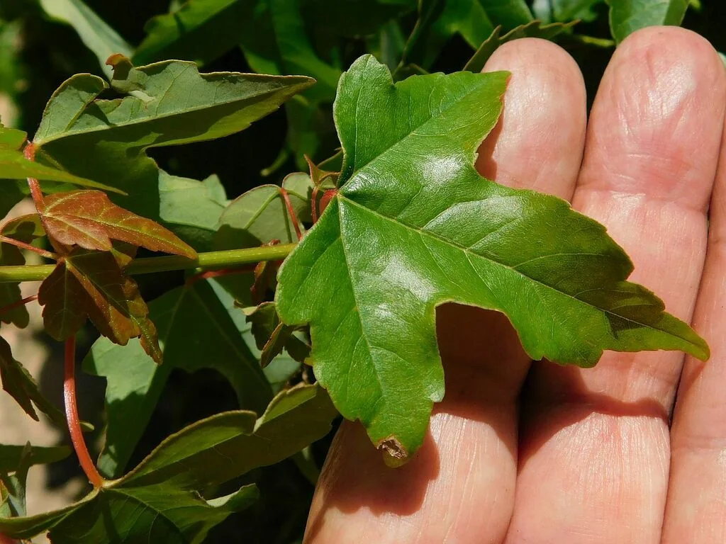 Acer Buergerianum