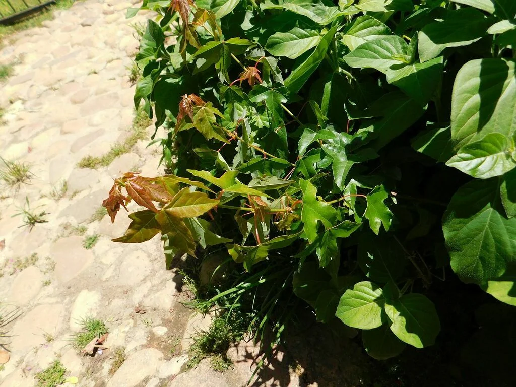 Acer Buergerianum