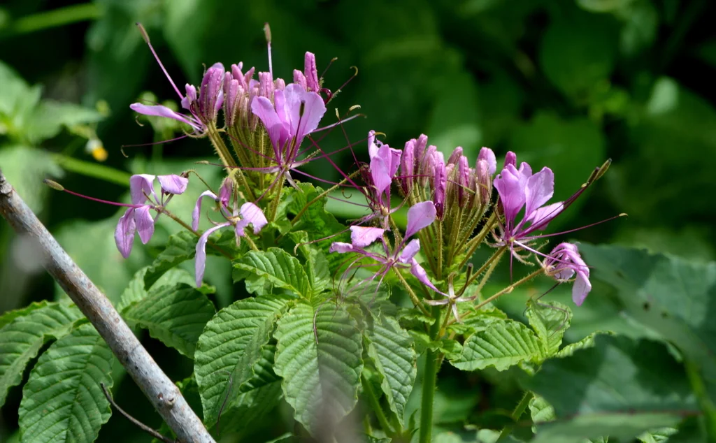 Cleome hassleriana