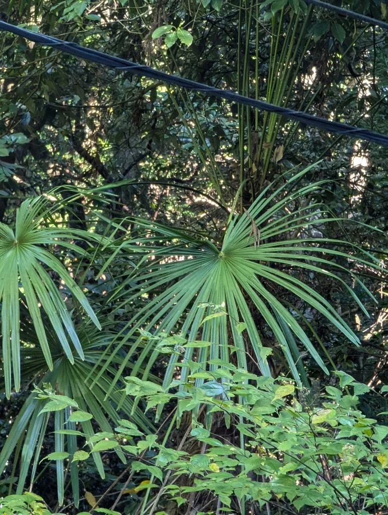Trachycarpus Wagnerianus